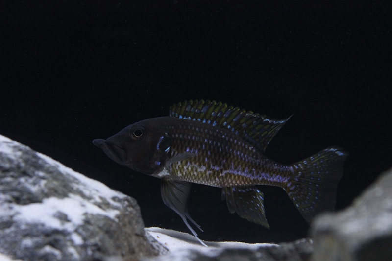 Gnathochromis permaxillaris 'Zambia'